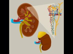 脾肾不足型虚实夹杂：5类信号识别+3步科学调理方案