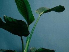 后脑白发伴浑身无力？4个原因+科学调理方案