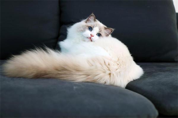 猫咪的眼睛有白色分泌物怎么办？