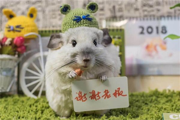 龙猫频繁发情怎么办？