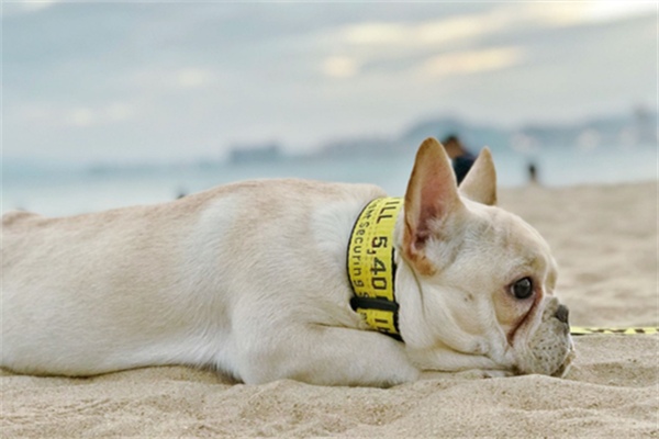 狗狗耳朵臭臭的怎么办？