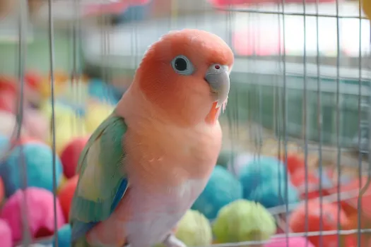 和尚鹦鹉好养吗？