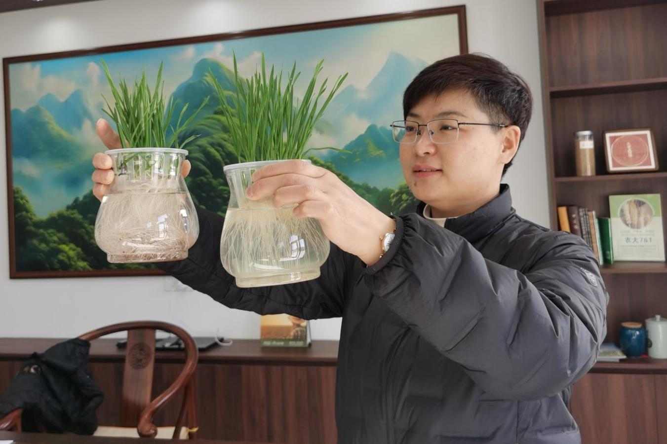 5年累计推广200万亩 “博士农场”麦种“丰”行记