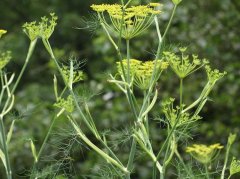 小茴香子能缓解痛经？用法禁忌要记牢