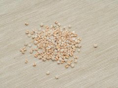 湿气重减肥难？饮食运动中药调理全攻略