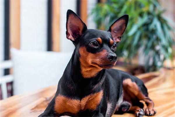 狗狗为什么不爱粘人？