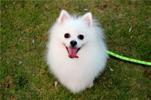 成年狗狗还有乳牙是怎么回事？