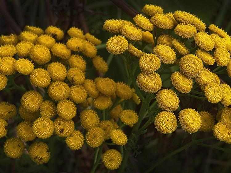 上火喝菊花冰糖水？功效与误区一次说清
