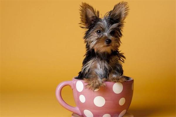 有必要给狗狗穿衣服吗？