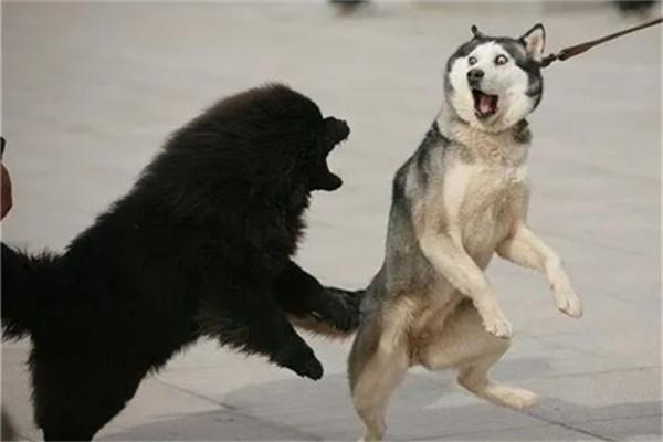 哈士奇的优点和缺点