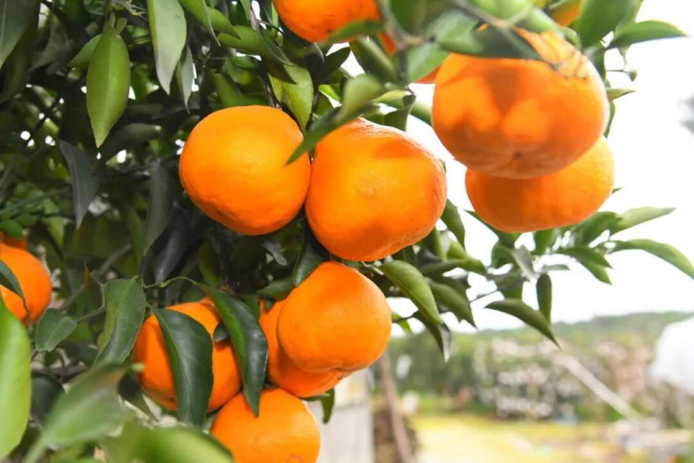 “零容忍”护金字招牌 四川蒲江绘就县域农产品品牌升级新图景