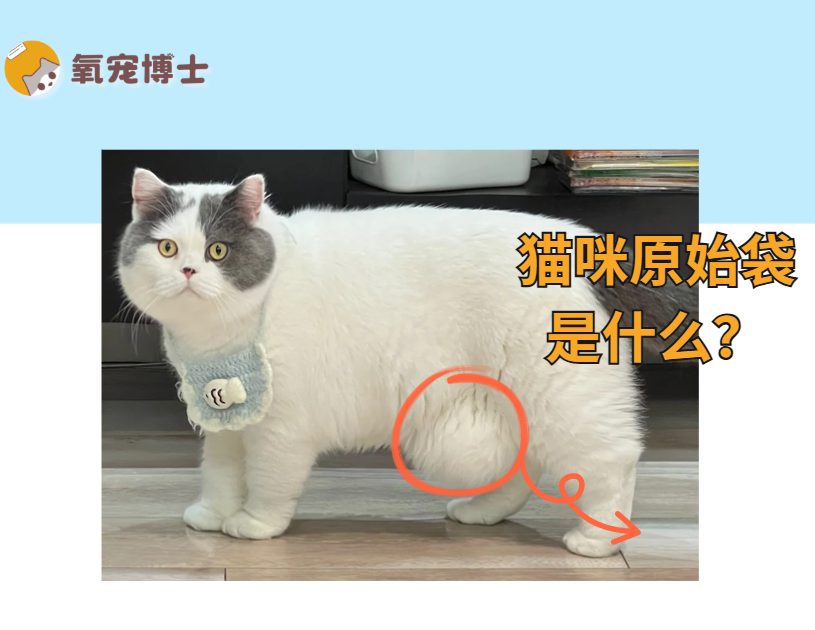 猫咪的原始袋是什么？