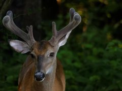 鹿茸调理神经衰弱：辨清体质用对方法才有效