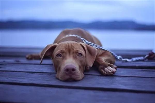 狗狗绝食是什么原因？