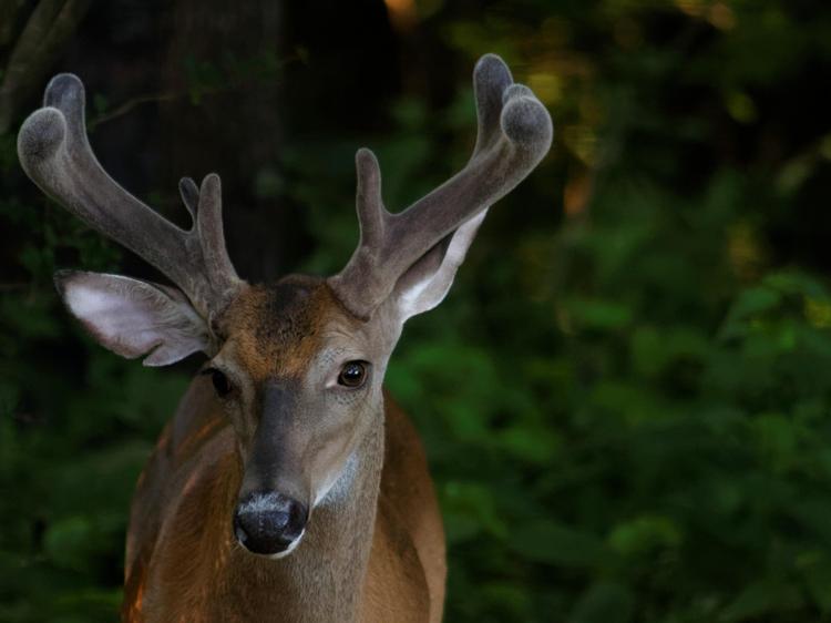 鹿茸调理神经衰弱：辨清体质用对方法才有效