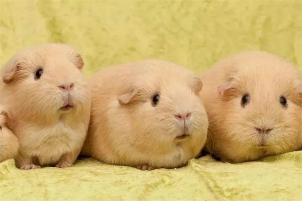 豚鼠需要睡觉吗？