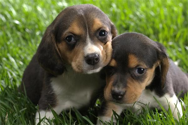 狗狗钩虫病怎么治疗？