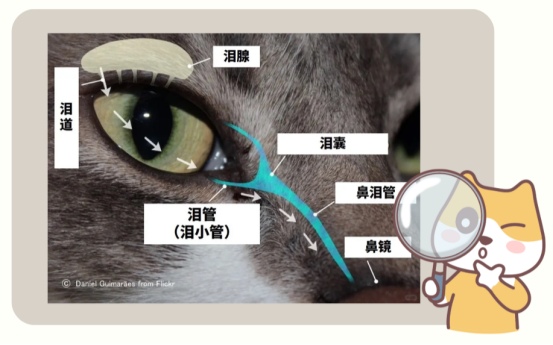 猫咪流眼泪
