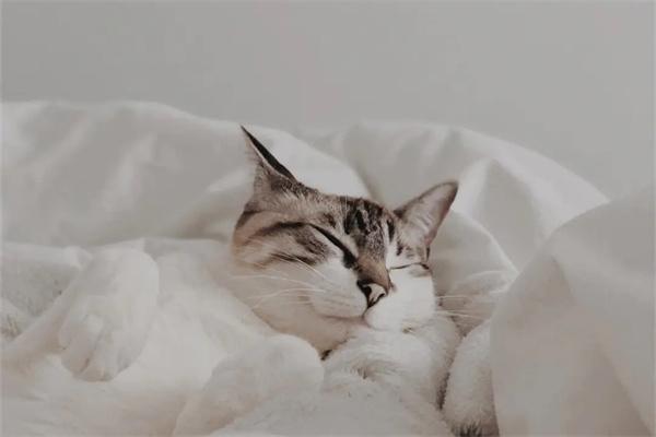 猫咪为什么那么爱吃猫条？