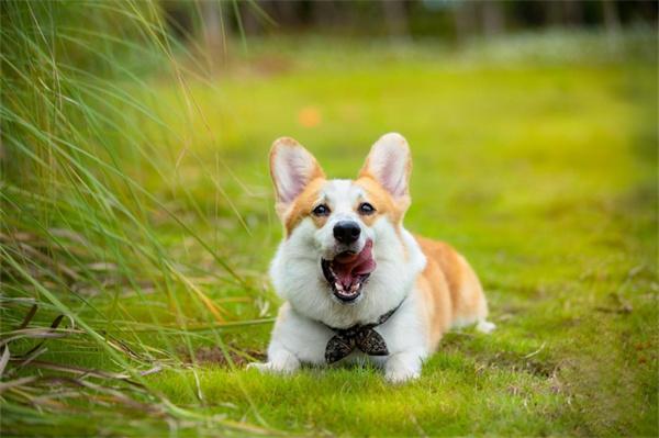 夏天可以给狗狗剃毛吗？