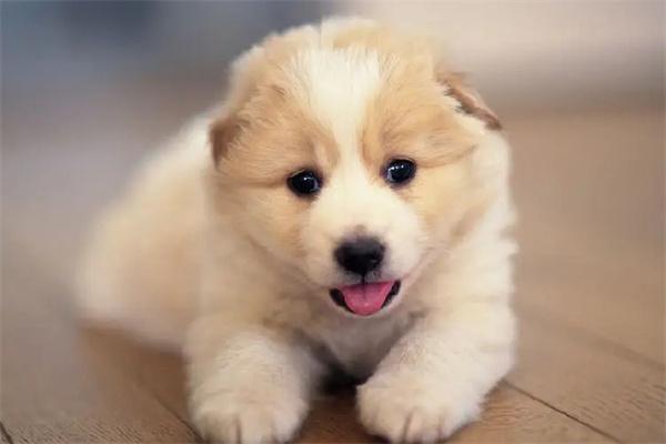 狗狗爪子肿胀是什么原因? 狗狗爪子肿胀是什么原因?