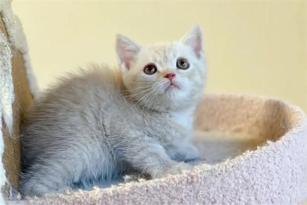 猫尿味很大是不是有病? 猫尿味很大是不是有病?