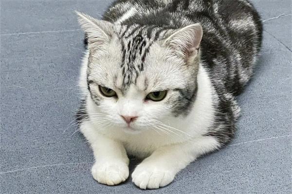 美短和英短有哪些不同? 美短和英短有哪些不同?