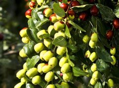 红枣辅助补气血：3种科学吃法+避坑指南