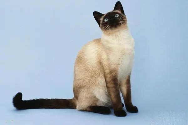 暹罗猫的优缺点分别有哪些？