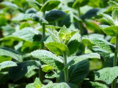 湿气重致口臭？3款药食同源茶饮可辅助缓解