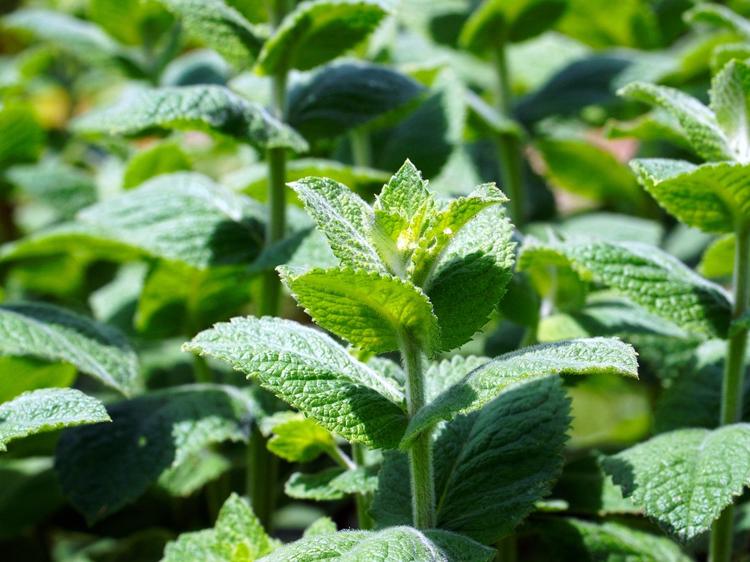 湿气重致口臭？3款药食同源茶饮可辅助缓解