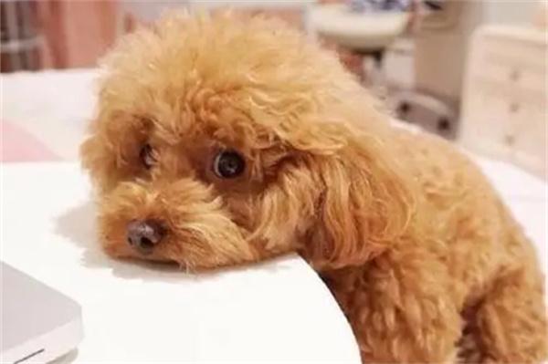 狗狗皮肤发红有小块结痂