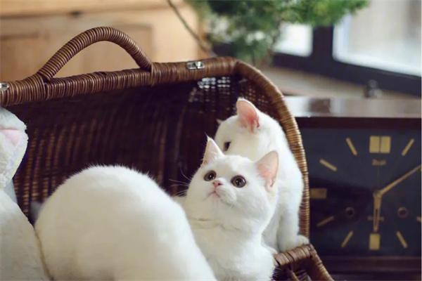 母猫为什么把幼崽叼给你？