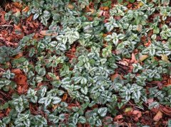 刺蒺藜使用指南：功效、误区与安全提示