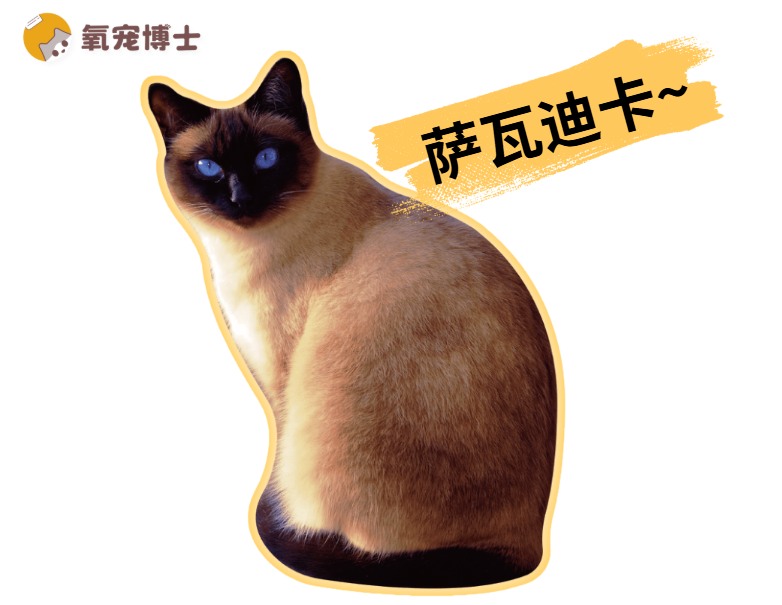 3分钟认识一种猫——暹罗猫
