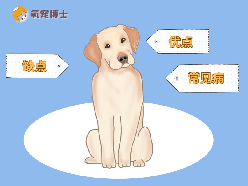 为什么不建议养拉布拉多？