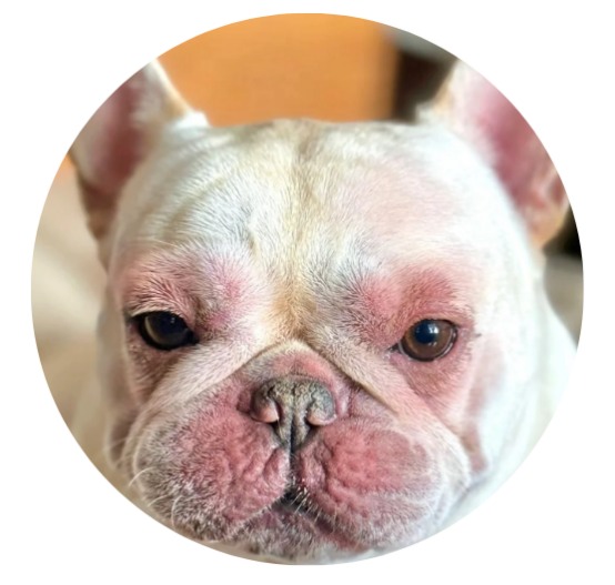 狗狗过敏的症状