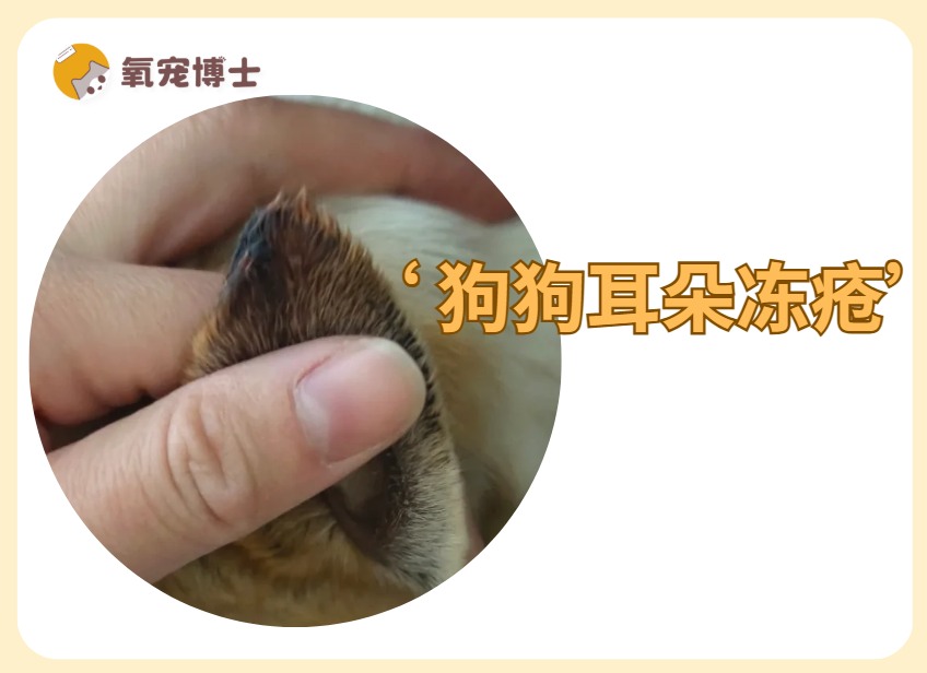 狗狗耳朵冻疮怎么处理？