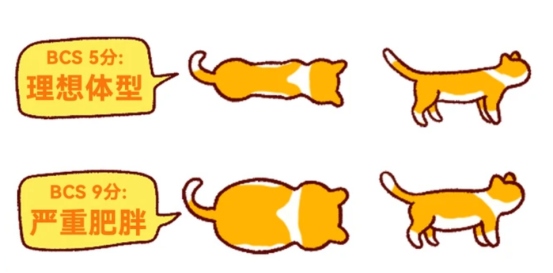 怎么判断猫咪是不是太胖？