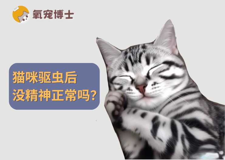 猫咪驱虫后没精神正常吗？