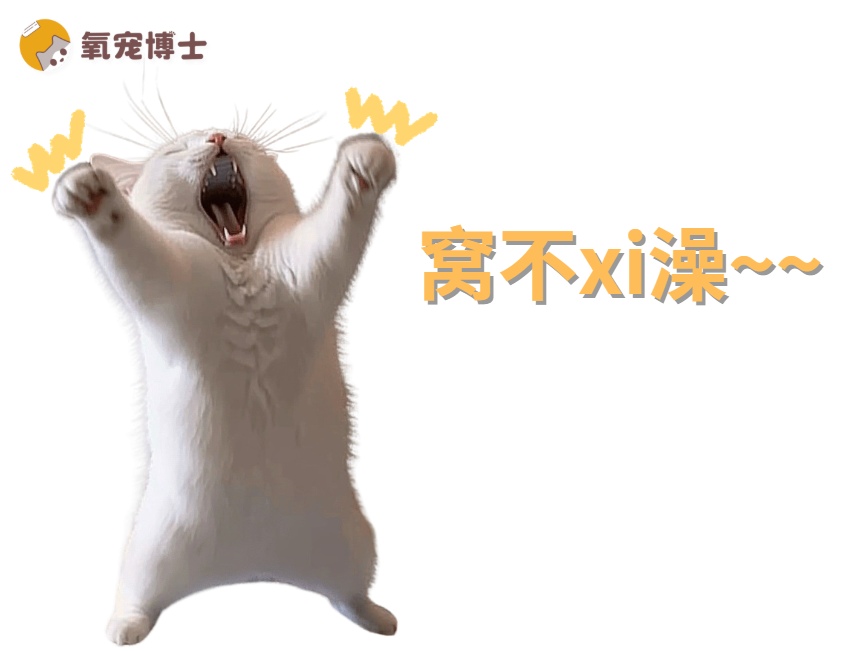 猫咪怕水不肯洗澡怎么办？教你3步脱敏训练