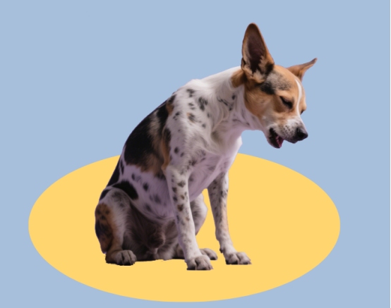 狗狗心丝虫怎么治？