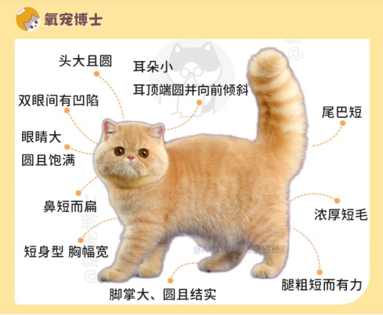 加菲猫劝退指南