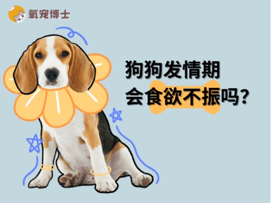 狗狗发情期会食欲不振吗？