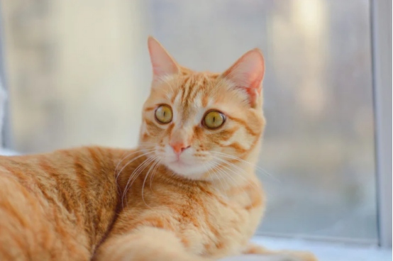 带猫咪搬家要注意什么？