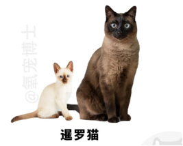 猫咪品种