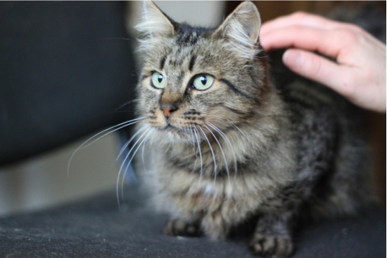 猫咪社会化训练