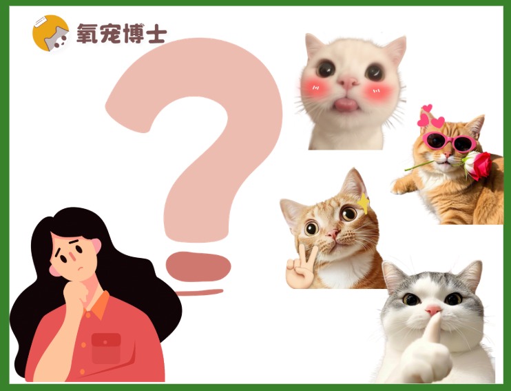 适合女生的猫咪TOP5，颜值与性格兼具！