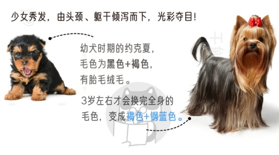 约克夏的优缺点