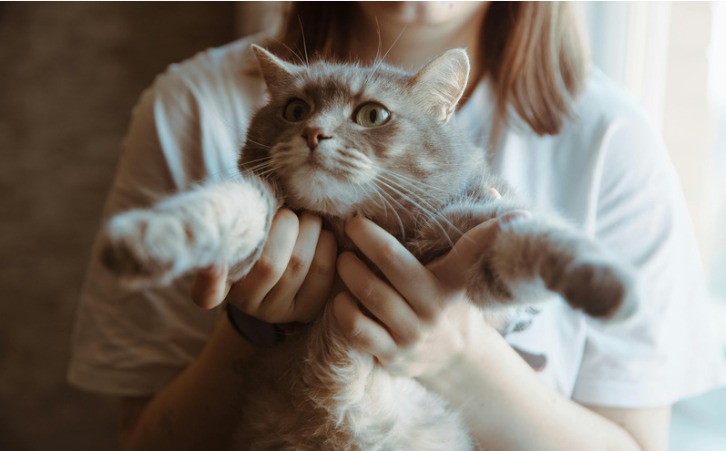 为什么猫咖的猫不怕生，能随便撸？